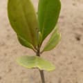 Yellow Mangrove
