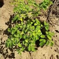 Moringa