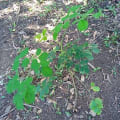 Moringa