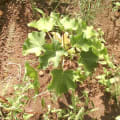 albero felice