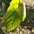 Roxburgh fig