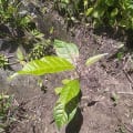 Caoba