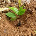 Cacao