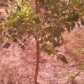 Mandarine