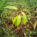 Mango Tree