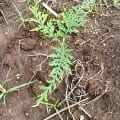 Grevillea