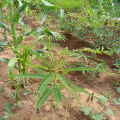 Sesbania
