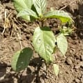 Sycomore fig