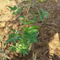 Neem