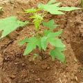Papaya