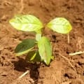 Guava