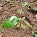 Roble