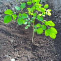 Moringa