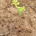 Moringa