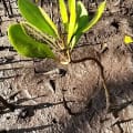 White Mangrove