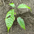 Cacao