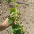 Grapevine