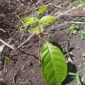 Caoba