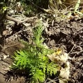 Grevillea