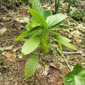 Cacao