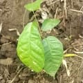 Cacao