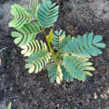 Albizia
