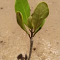 Mannie, the Yellow Mangrove