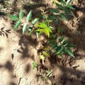Neem