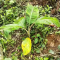 Banano