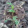 Grevillea