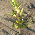 Schwarze Mangrove