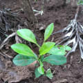 Limone duro