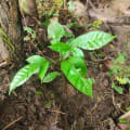 Tabebuia rosea