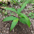 Anacardier