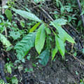 Cacao