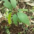 Cacao