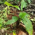 Cacao