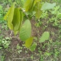 Il Cacao della Ricerca