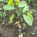 Cacao