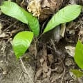 Cacaotier de Corylus N°2