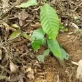 Cacao