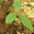 Cacao