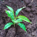 Markhamia