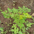 Moringa