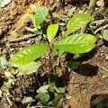 Cacao
