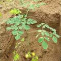 Moringa