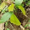 Cacao