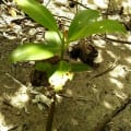 Weiße Mangrove