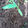 Tephrosia