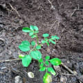 Moringa